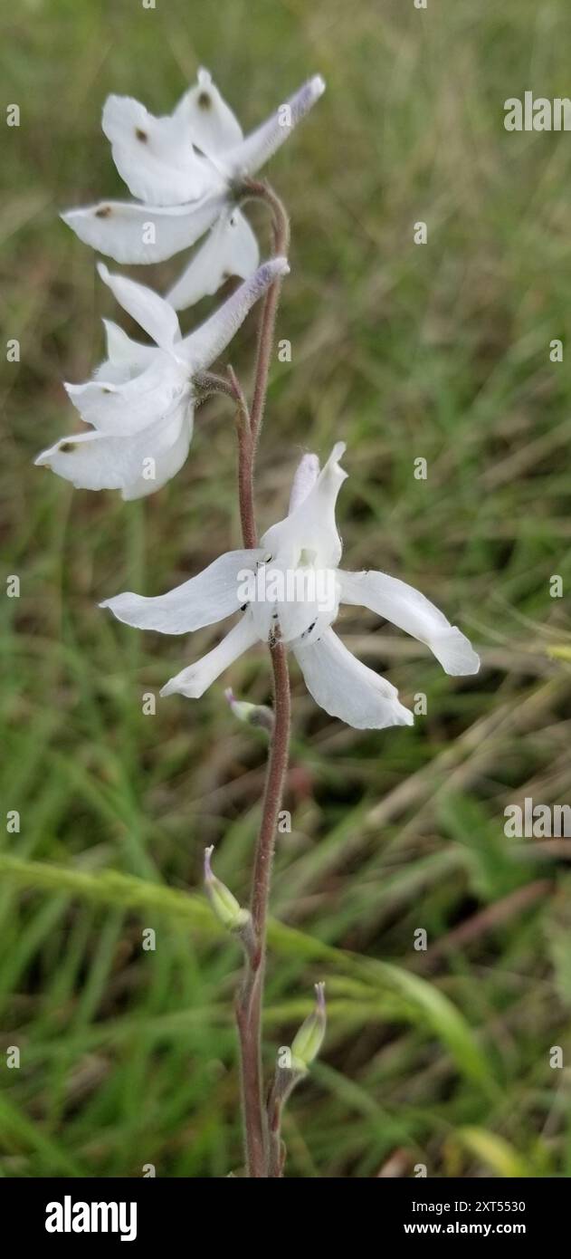 Wild Blue Larkspur (Delphinium carolinianum) Plantae Stock Photo - Alamy