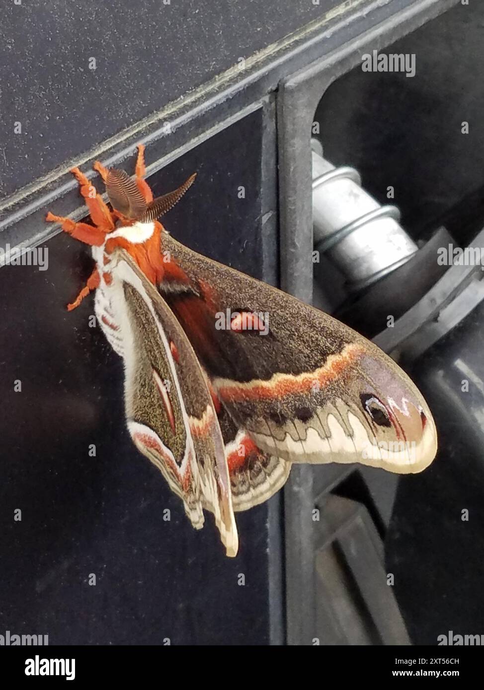 Cecropia Moth (Hyalophora cecropia) Insecta Stock Photo - Alamy