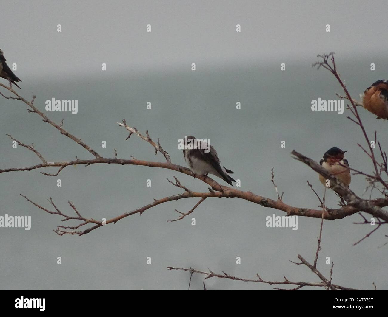 Bank Swallow (Riparia riparia) Aves Stock Photo - Alamy