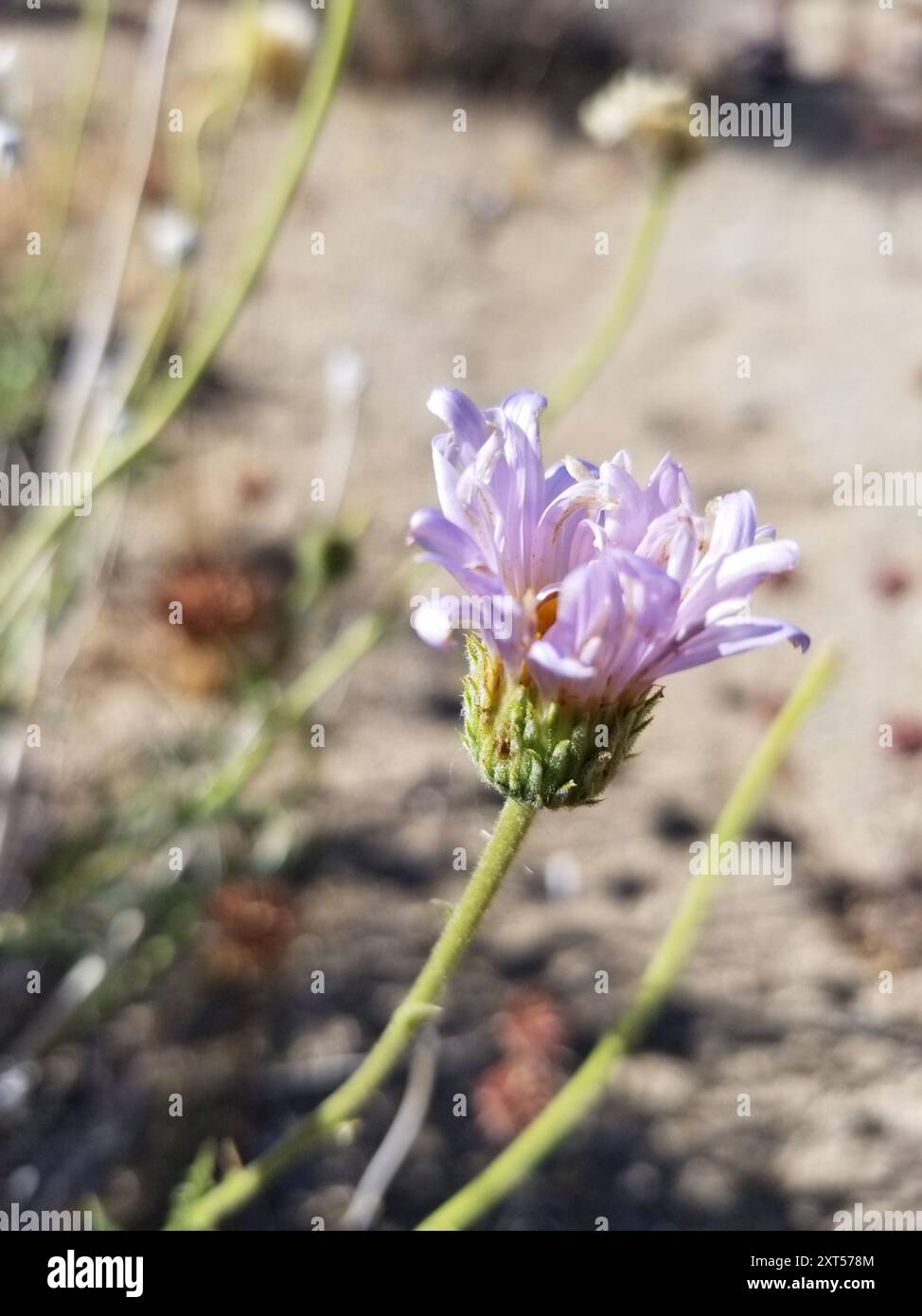 Mojave Aster - Hi Desert Garden