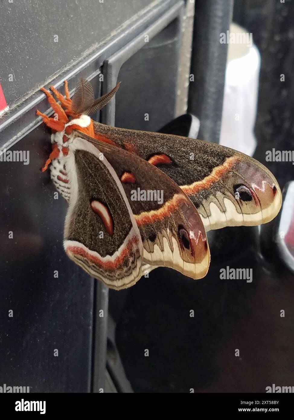 Cecropia Moth (Hyalophora cecropia) Insecta Stock Photo - Alamy