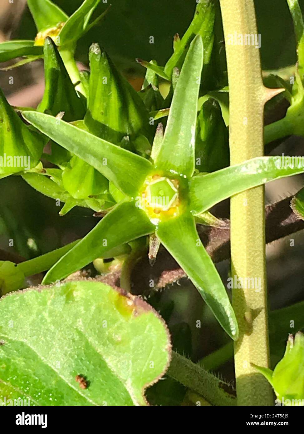 Anglepod (Gonolobus suberosus) Plantae Stock Photo - Alamy