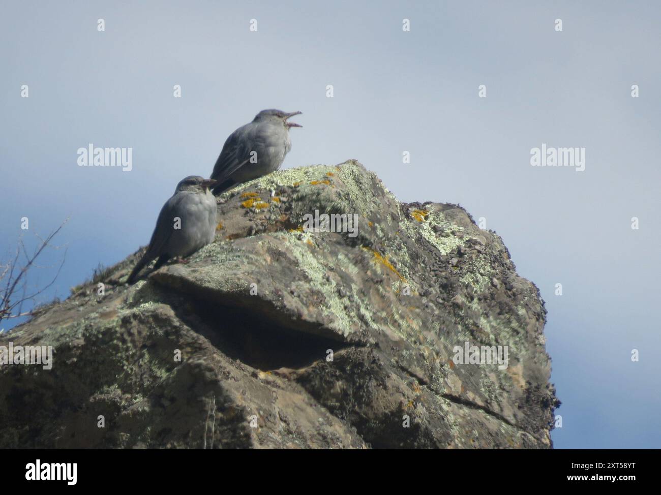 Boulder Finch (Idiopsar brachyurus) Aves Stock Photo Alamy