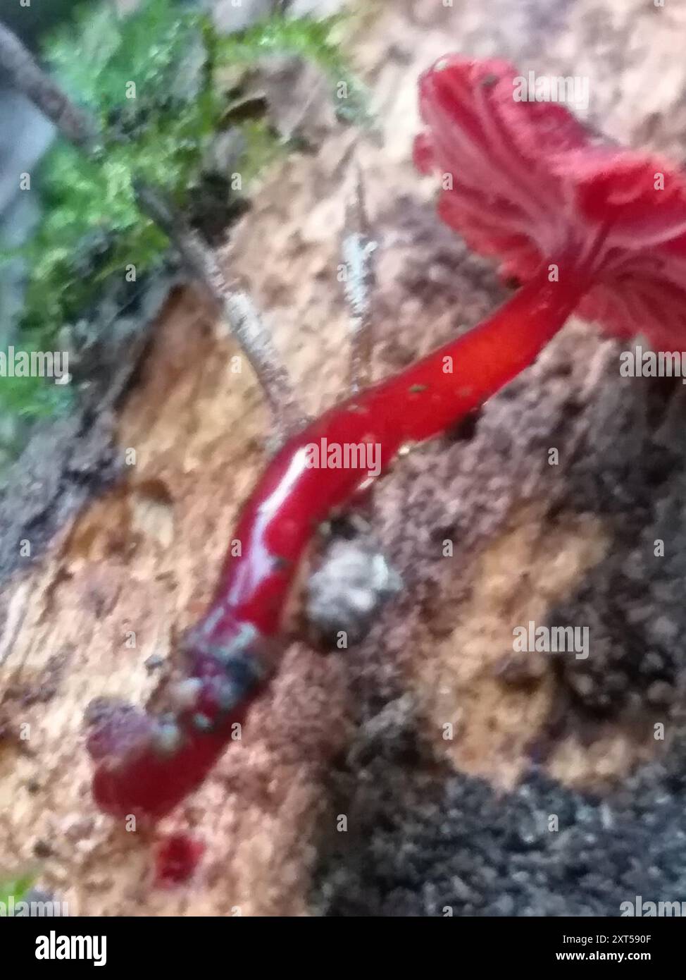 Ruby Bonnot ruby bonnet (Cruentomycena viscidocruenta) Fungi Stock Photo - Alamy