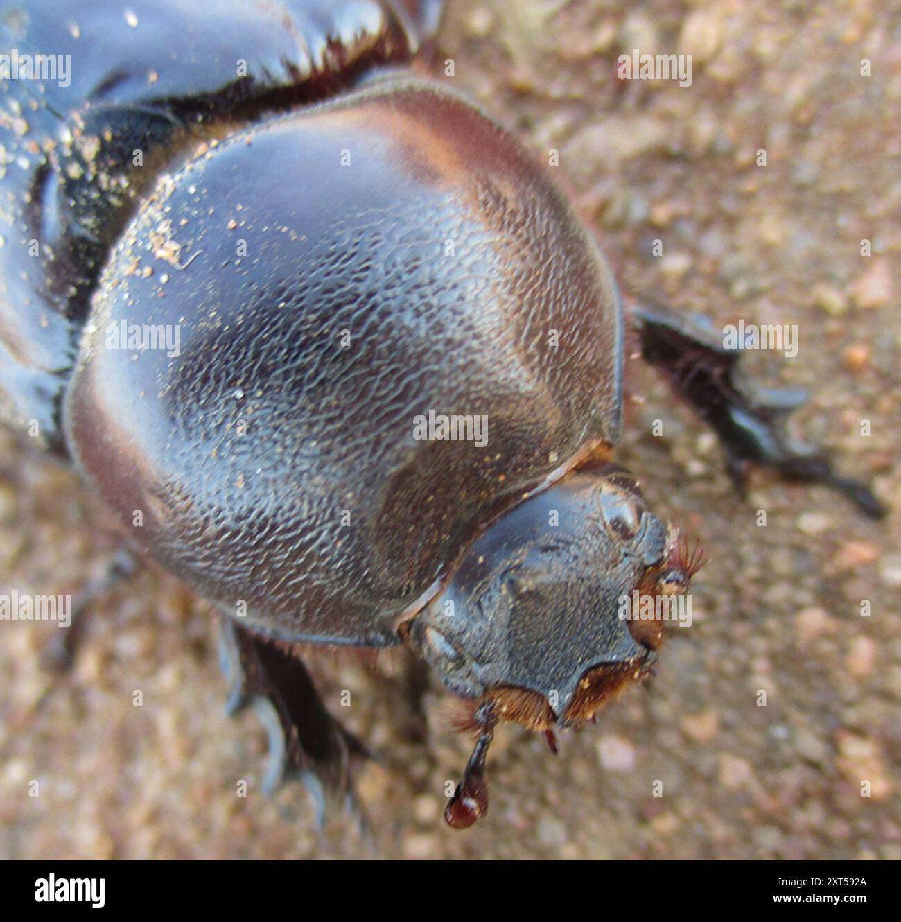 Boas Rhinoceros Beetle (Oryctes boas) Insecta Stock Photo - Alamy