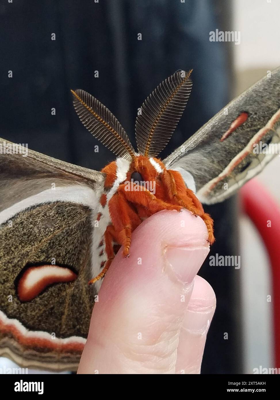 Cecropia Moth (Hyalophora cecropia) Insecta Stock Photo - Alamy