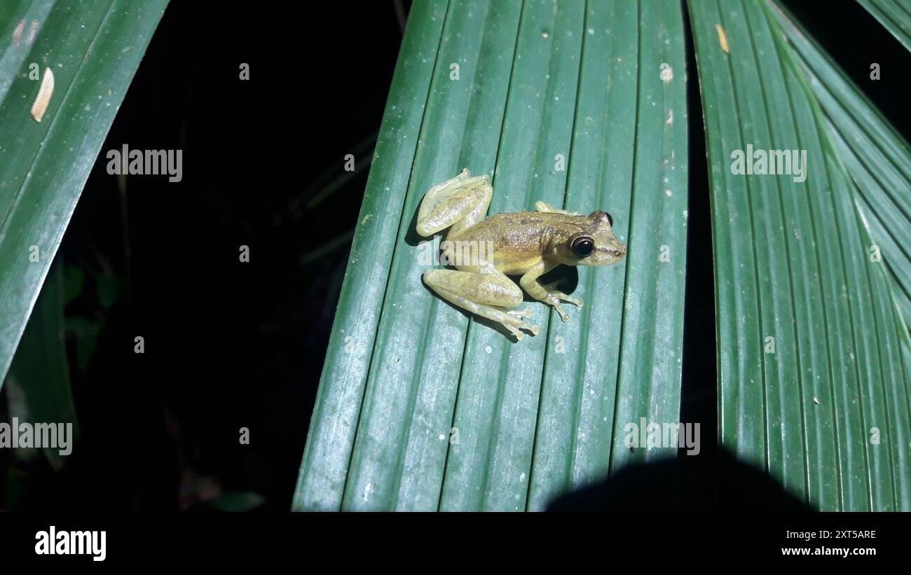 Frogs and Toads (Anura) Amphibia Stock Photo - Alamy