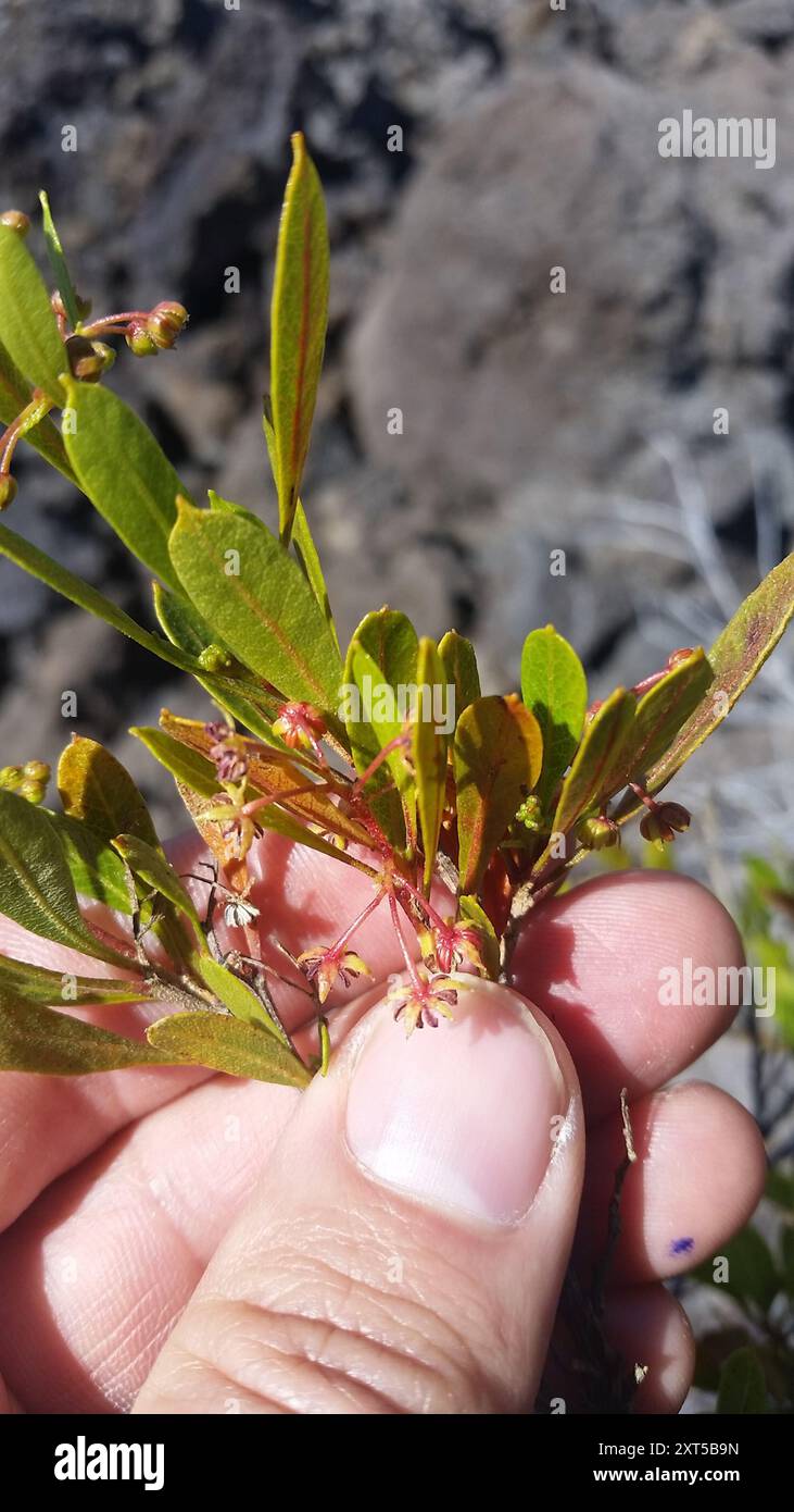 Akeake (Dodonaea viscosa) Plantae Stock Photo - Alamy