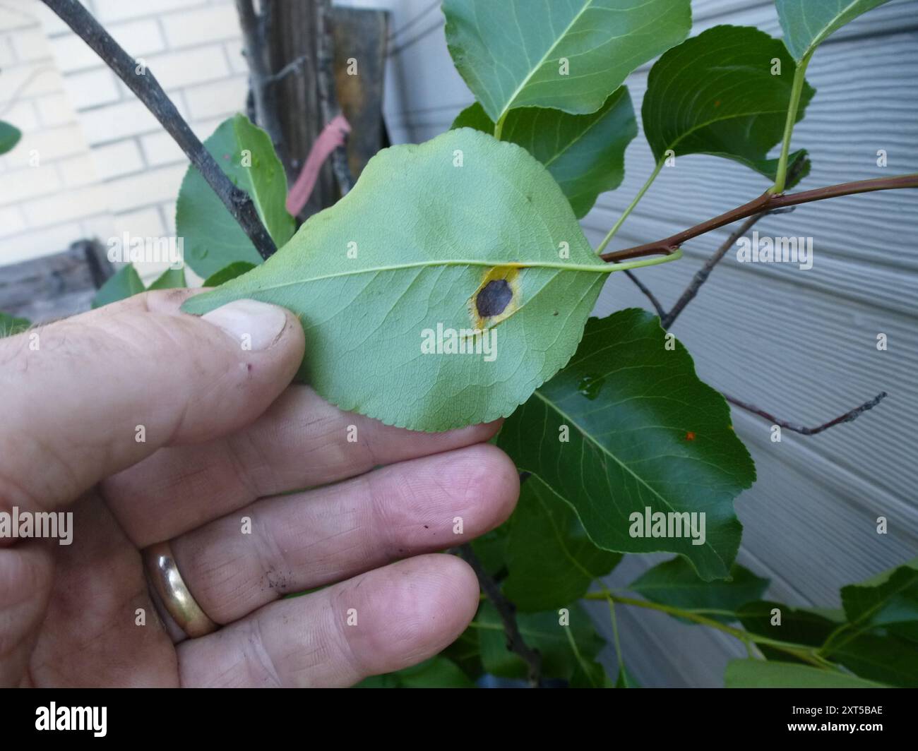 Pear Rust (Gymnosporangium sabinae) Fungi Stock Photo - Alamy