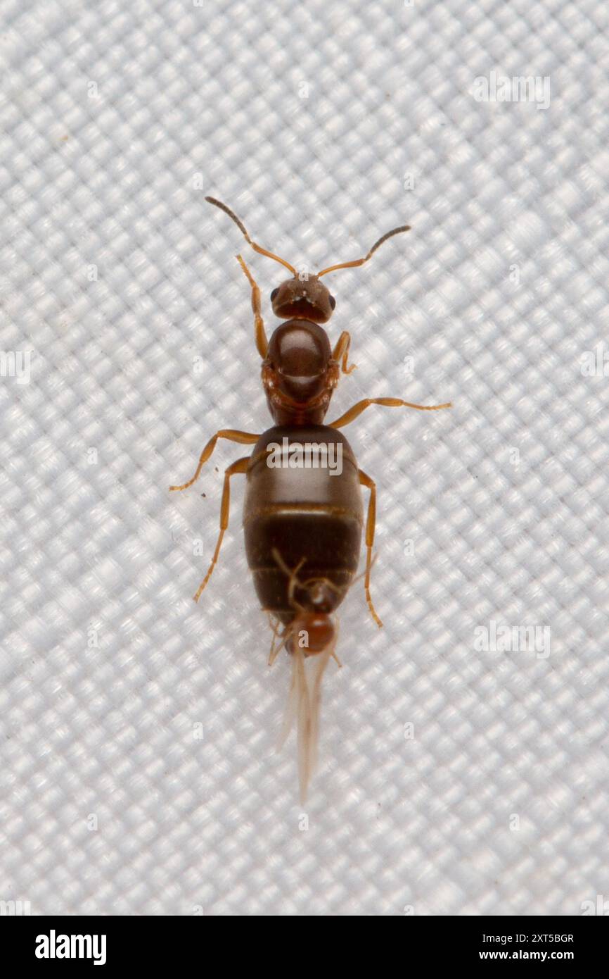 Dark Rover Ant Brachymyrmex patagonicus hi-res stock photography and images - Alamy