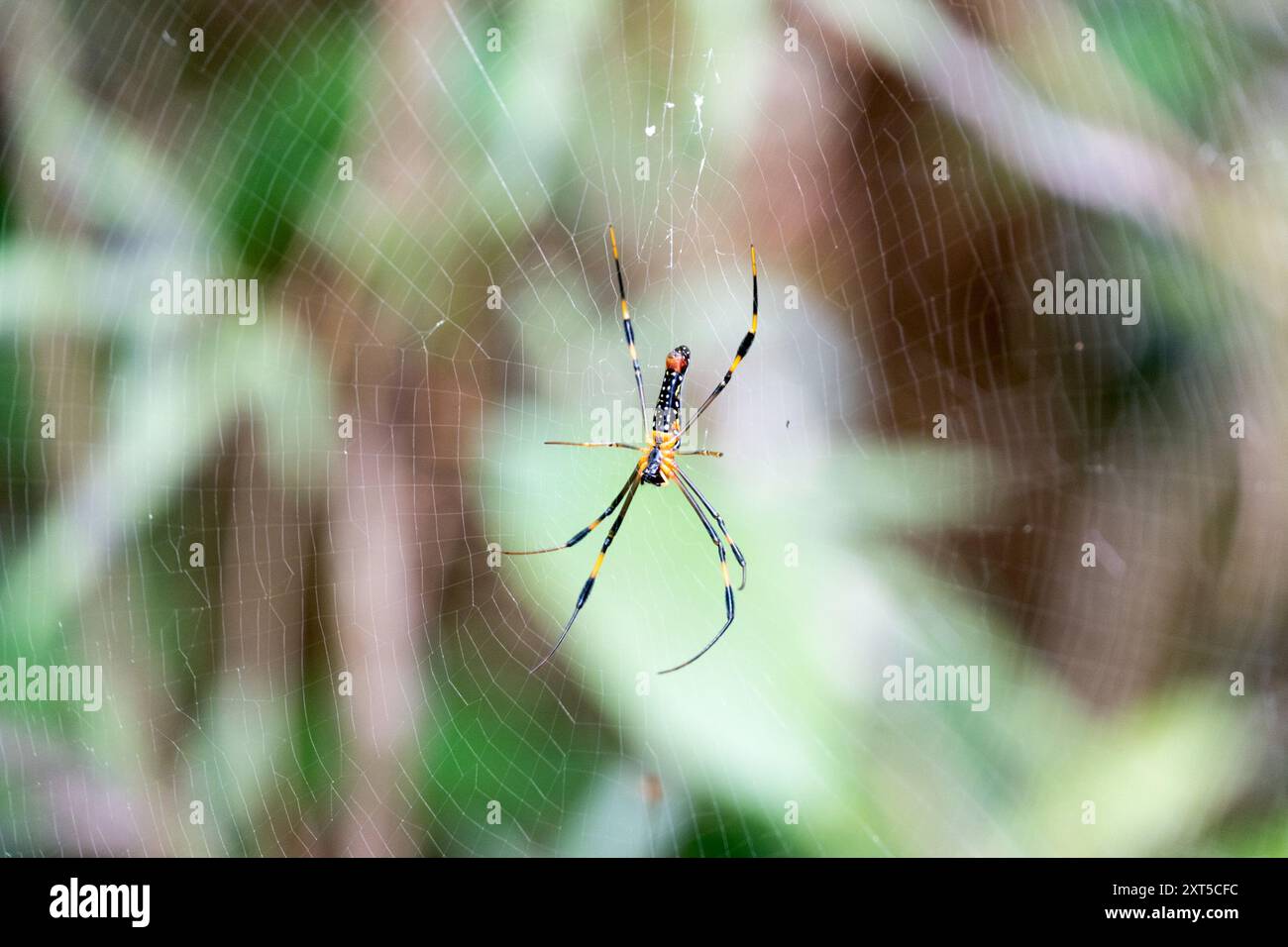 Die Riesige Golden Orb-Weber Spinne, Auch Stockfoto 1675775839