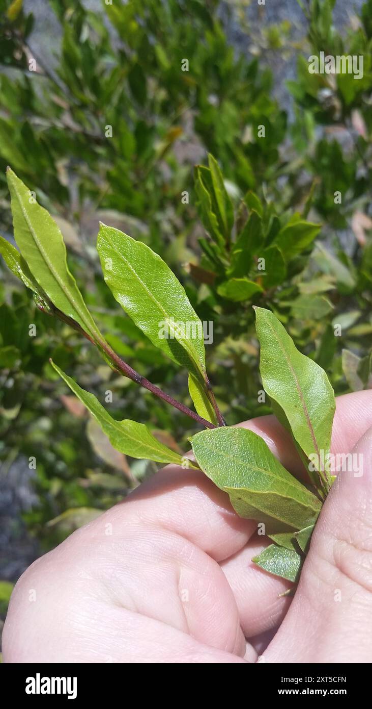 Akeake (Dodonaea viscosa) Plantae Stock Photo - Alamy