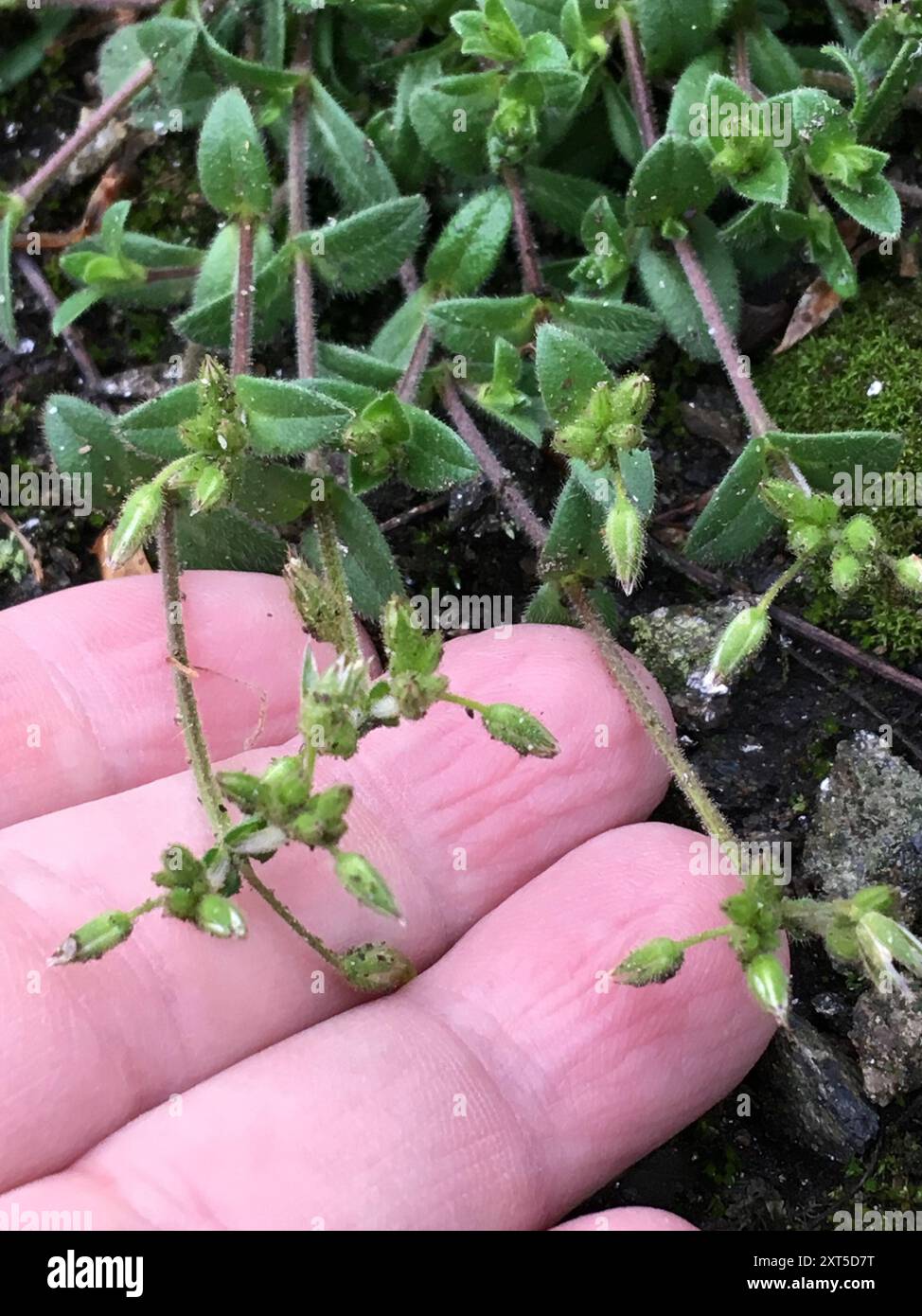 Sticky mouse-ear chickweed (Cerastium glomeratum) Plantae Stock Photo ...