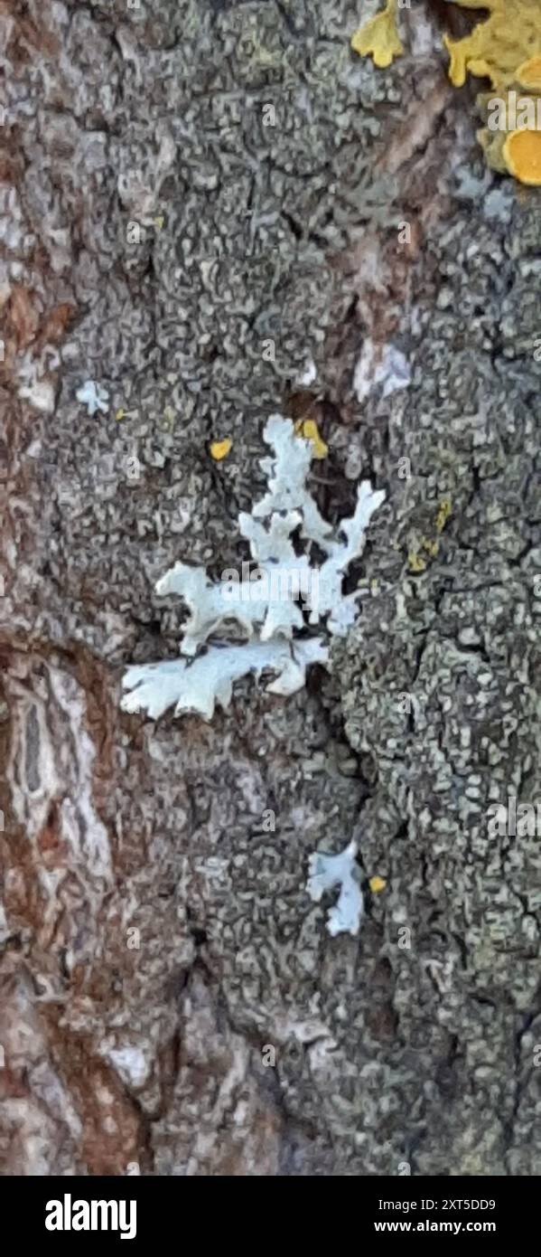 Hooded Rosette Lichen (Physcia adscendens) Fungi Stock Photo