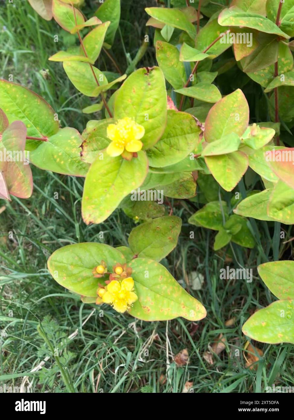 Tutsan (Hypericum androsaemum) Plantae Stock Photo - Alamy