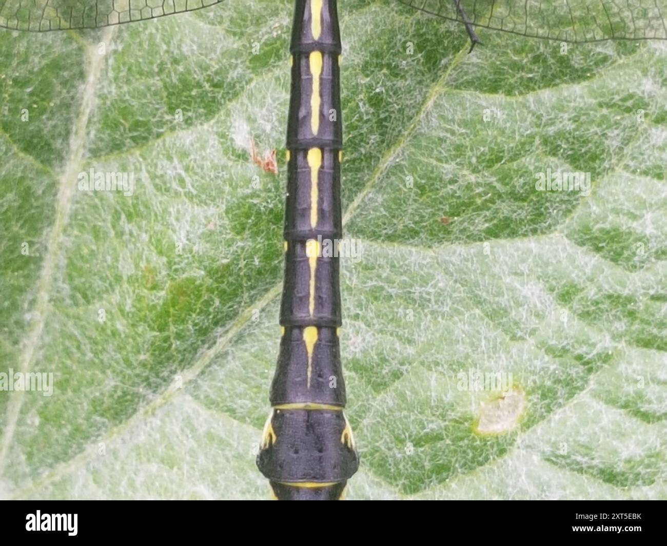 Common Clubtail (Gomphus vulgatissimus) Insecta Stock Photo - Alamy