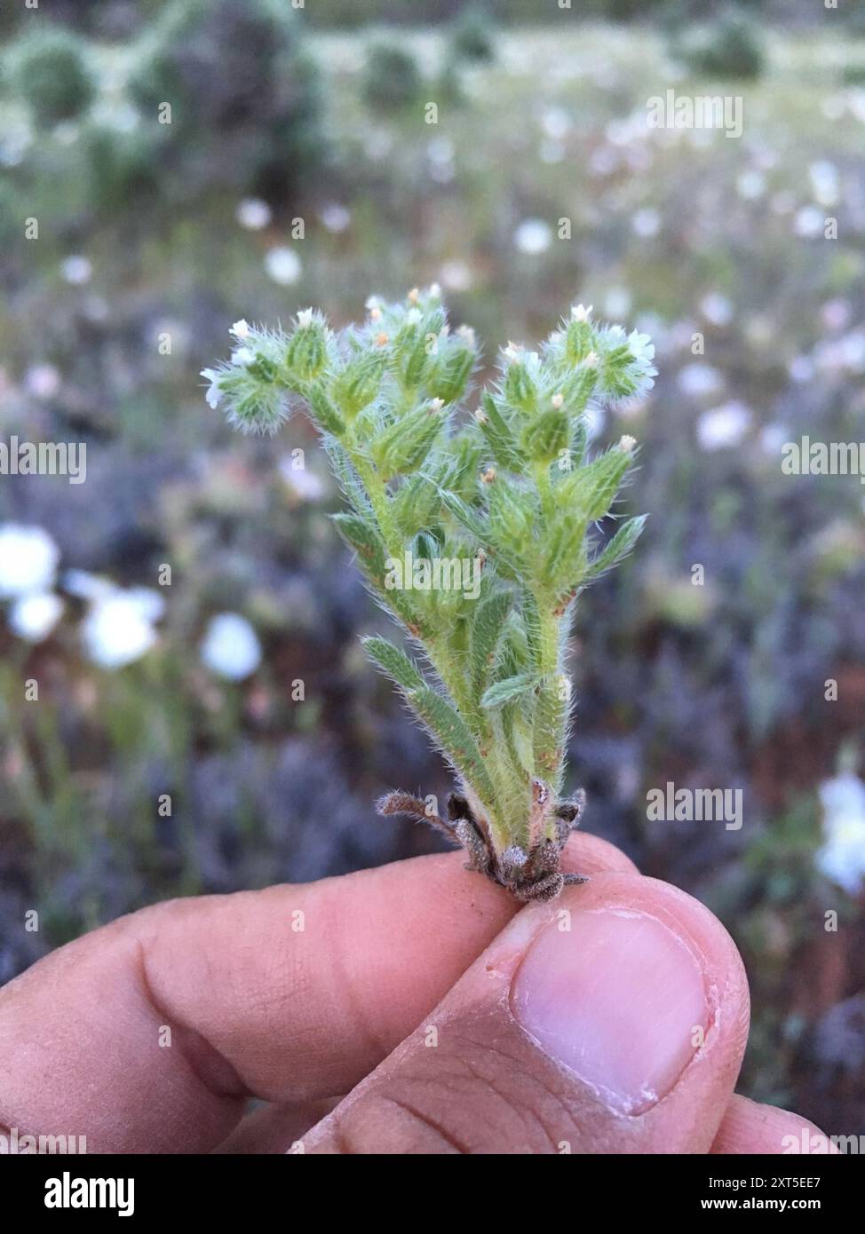 Thicksepal Cryptantha (Cryptantha crassisepala) Plantae Stock Photo - Alamy