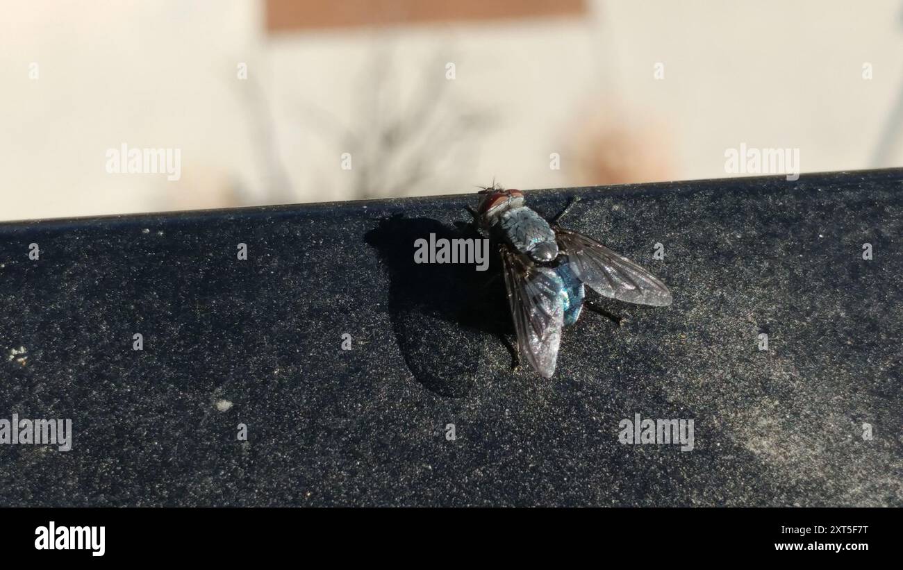 Bluebottle Flies (Calliphora) Insecta Stock Photo - Alamy