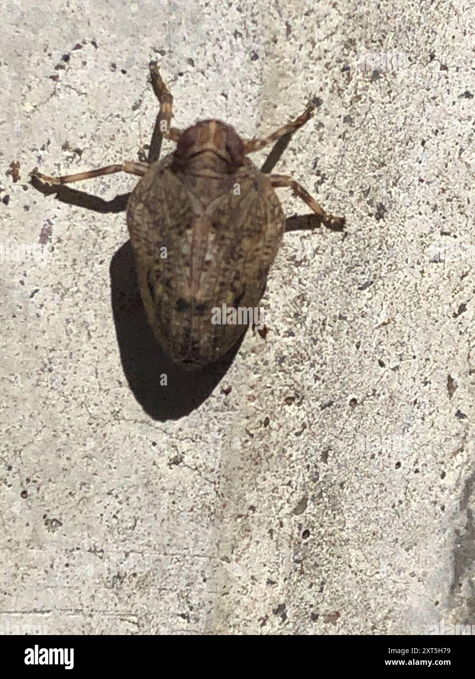 (Issus coleoptratus) Insecta Stock Photo - Alamy