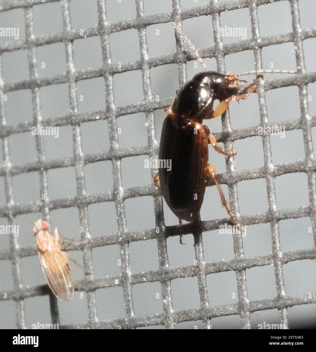 Heavy Insect Heavy Ochre Harp Ground Beetle (Stenolophus ochropezus) Insecta Stock ...