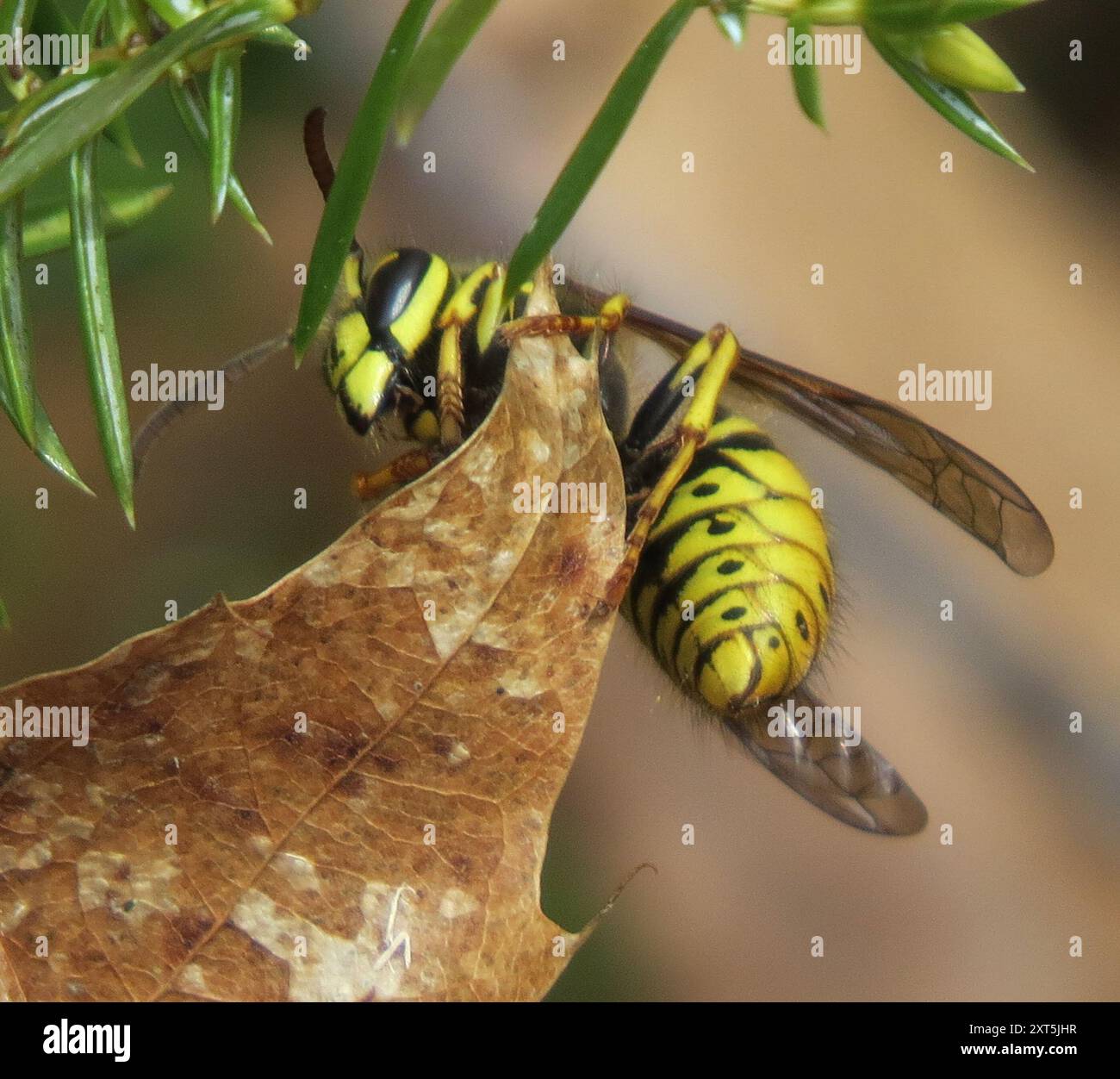 Aeburia Insect Common Aerial Yellowjacket (Dolichovespula arenaria) Insecta Stock ...