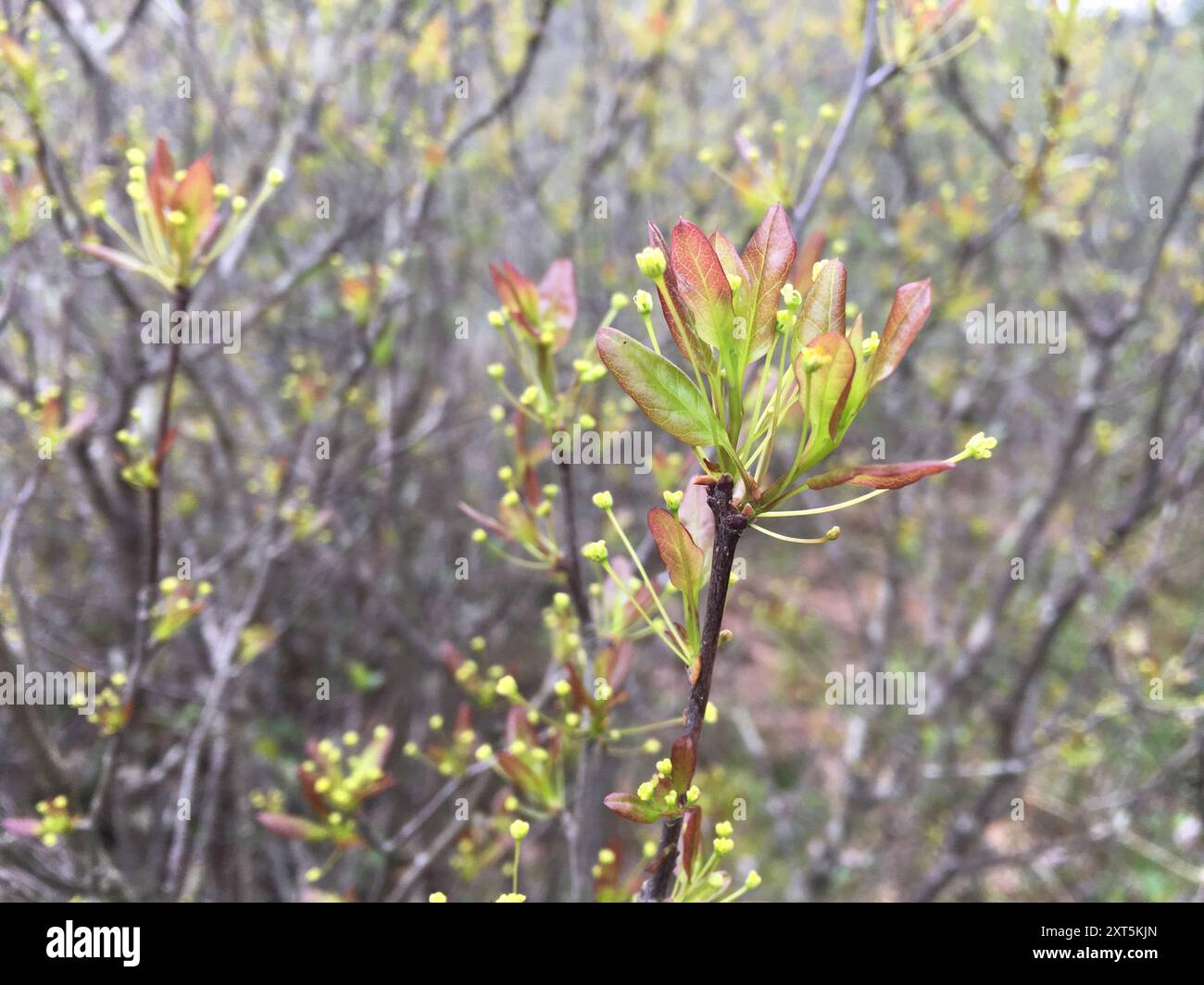 Mountain holly (Ilex mucronata) Plantae Stock Photo