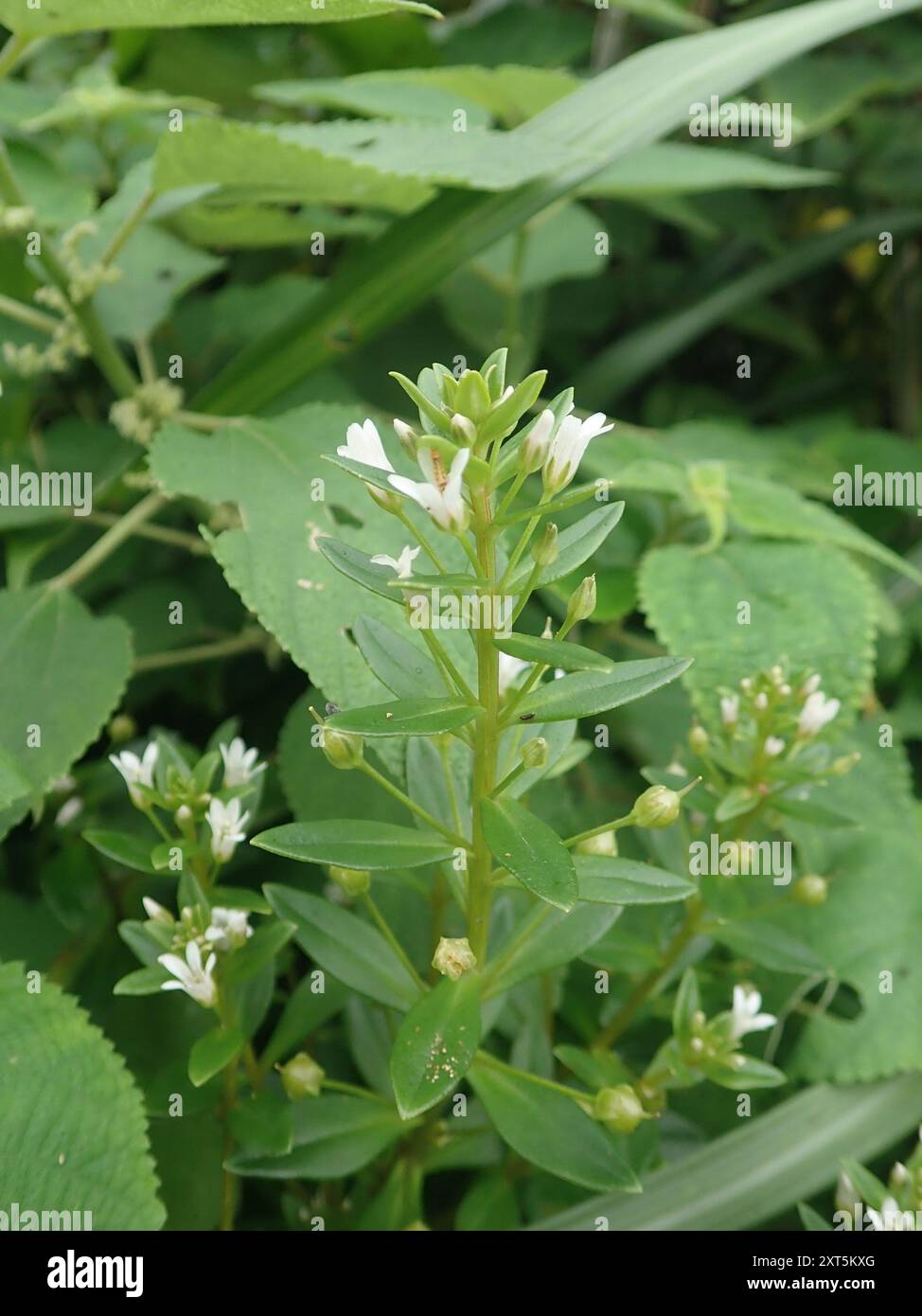 spoonleaf yellow loosestrife (Lysimachia mauritiana) Plantae Stock ...