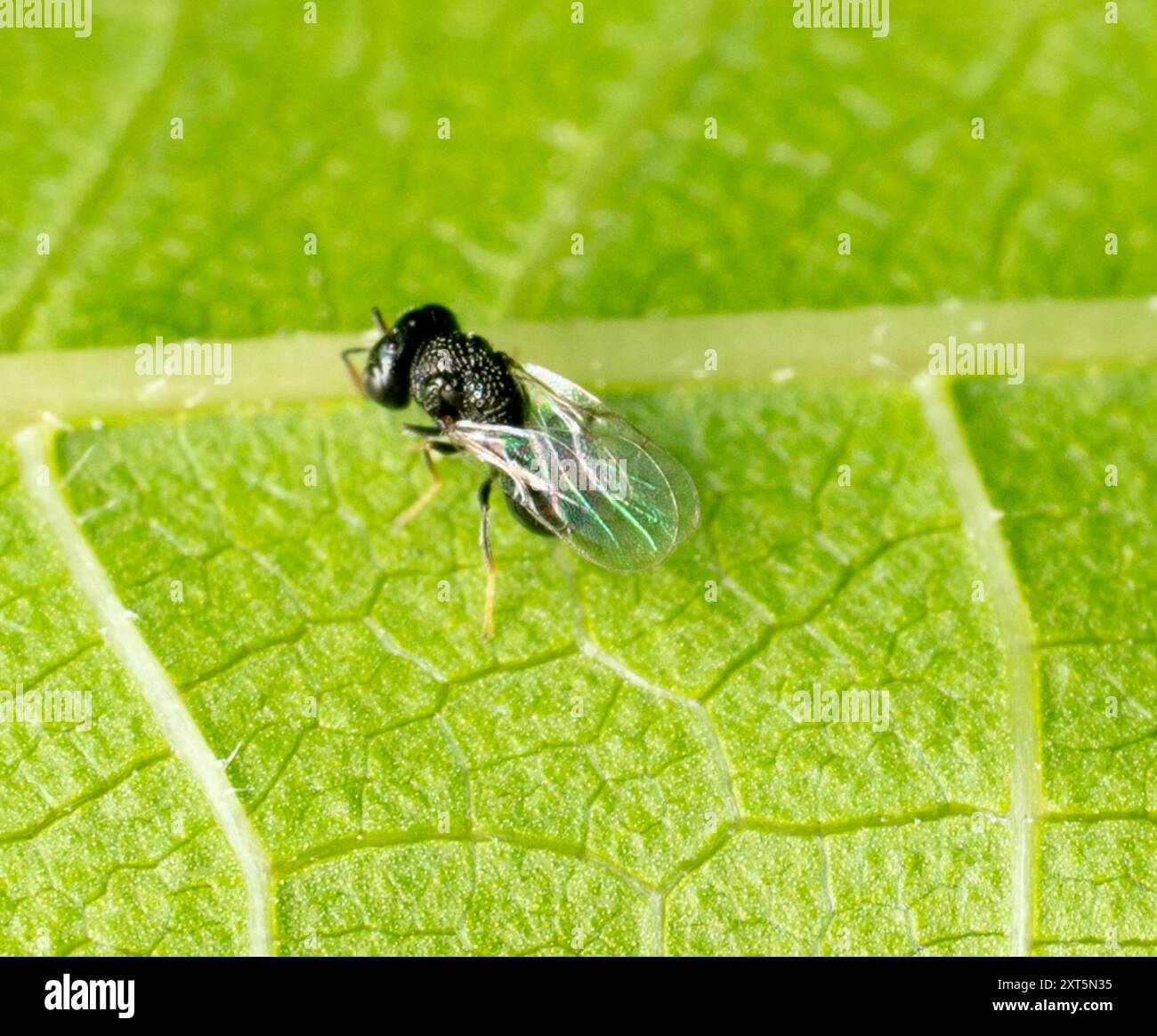Peramada Insect Perilampidae hi-res stock photography and images - Alamy
