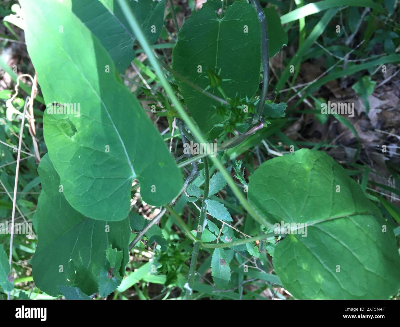 Anglepod (Gonolobus suberosus) Plantae Stock Photo - Alamy