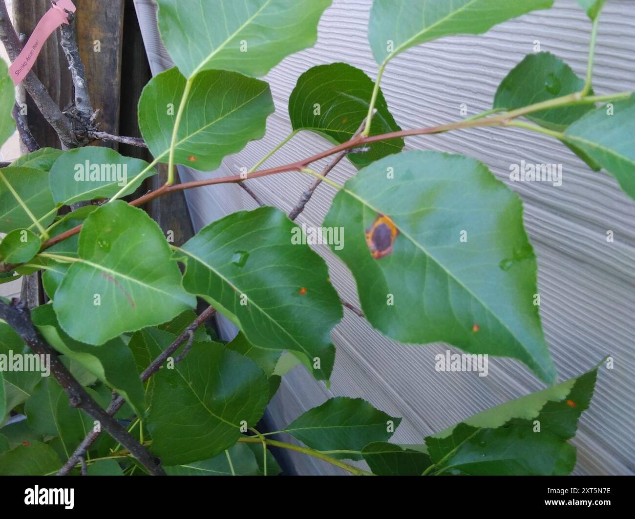 Pear Rust (Gymnosporangium sabinae) Fungi Stock Photo - Alamy