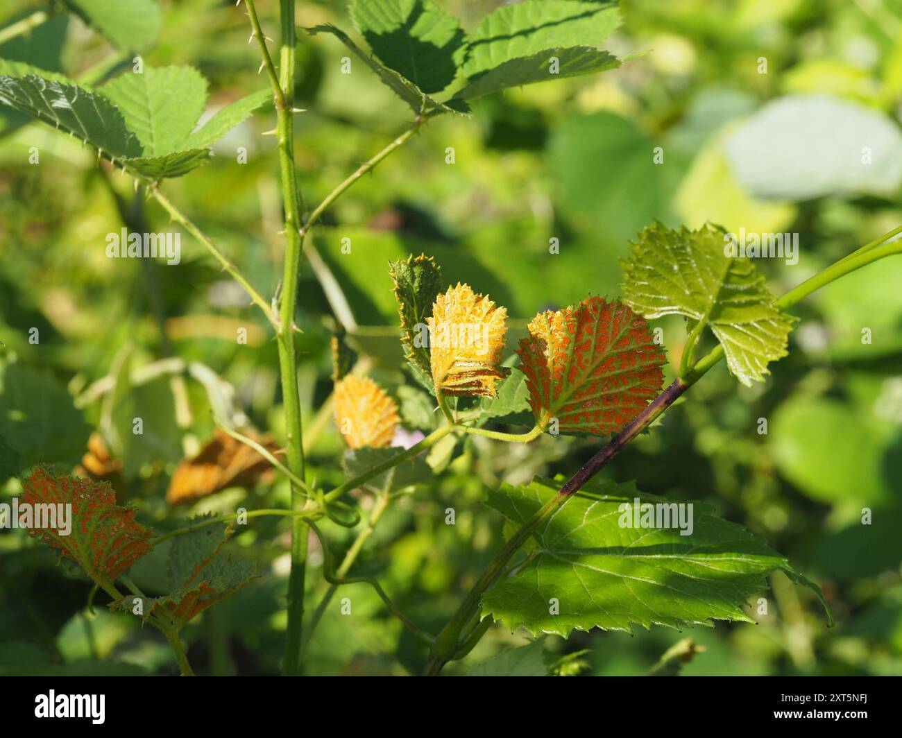 rust fungi (Pucciniales) Fungi Stock Photo - Alamy