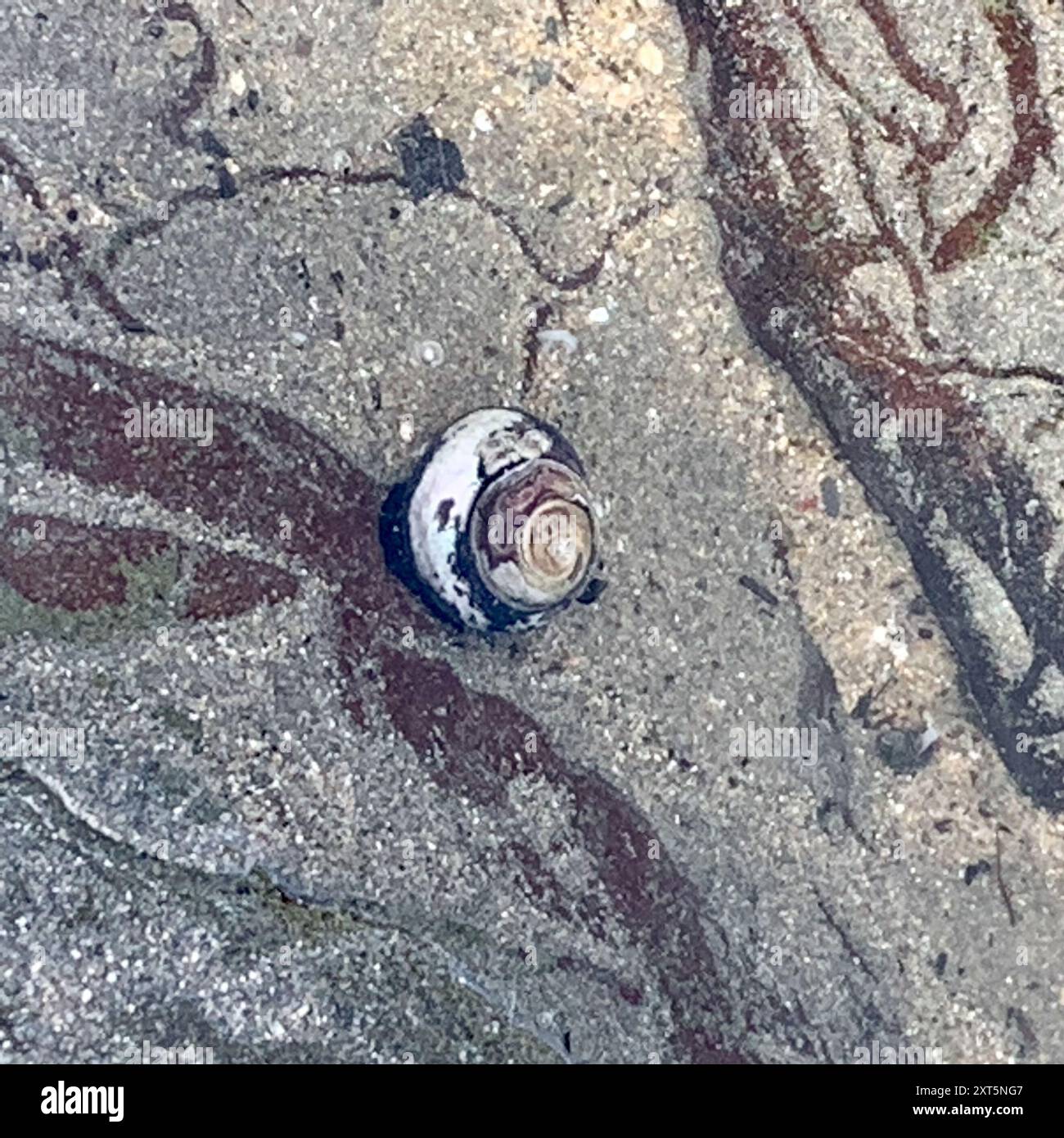 Black Tegula (Tegula funebralis) Mollusca Stock Photo Alamy