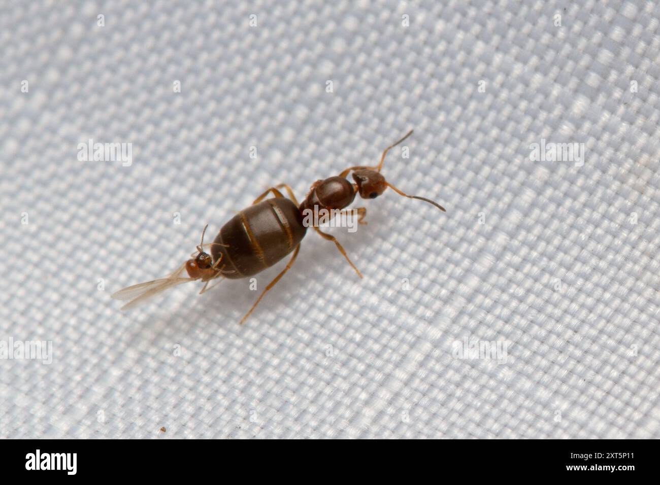 Dark Rover Ant Dark Rover Ant (Brachymyrmex patagonicus) Insecta Stock Photo - Alamy