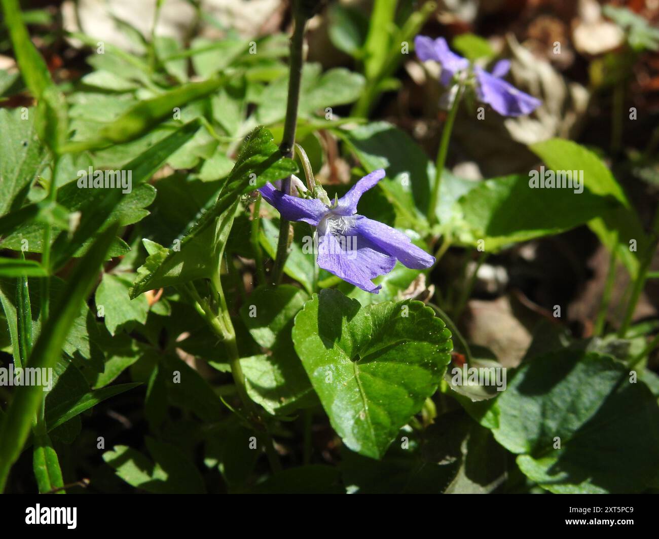Viola Rivinian common dog-violet (Viola riviniana) Plantae Stock Photo - Alamy
