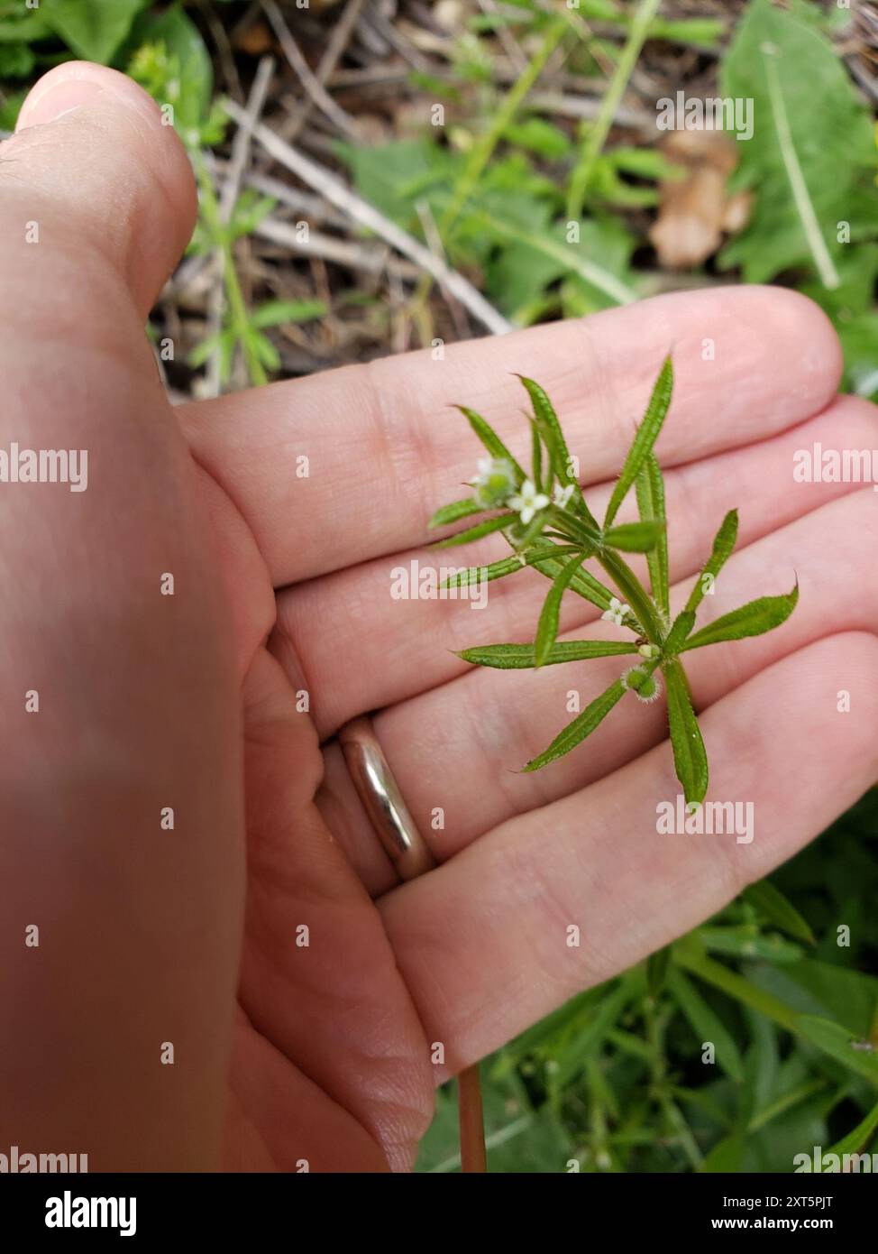 catchweed bedstraw (Galium aparine) Plantae Stock Photo - Alamy