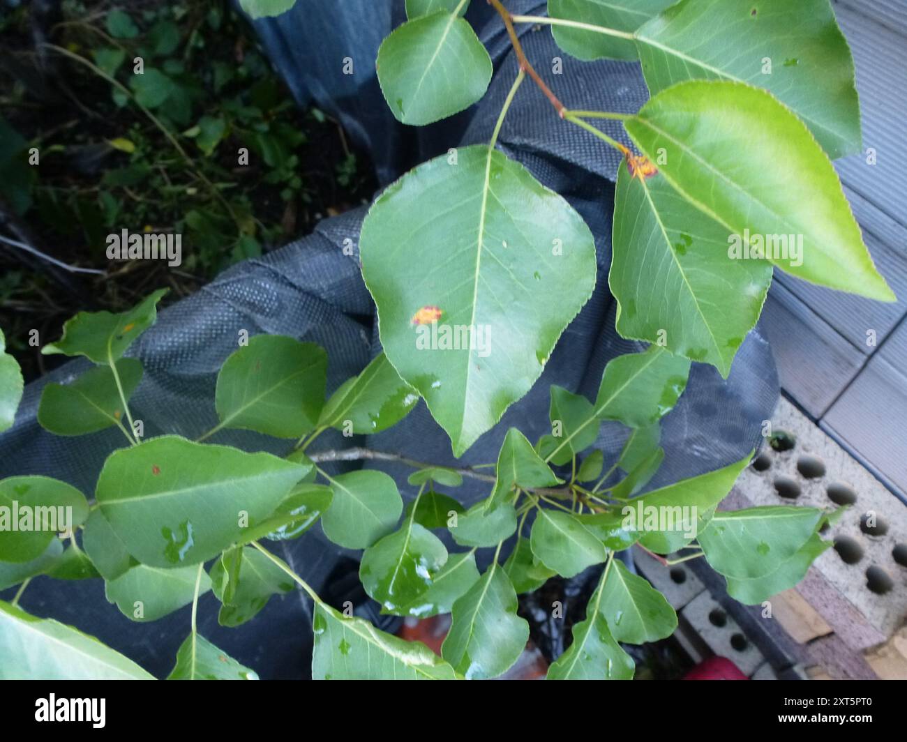 Pear Rust (Gymnosporangium sabinae) Fungi Stock Photo - Alamy