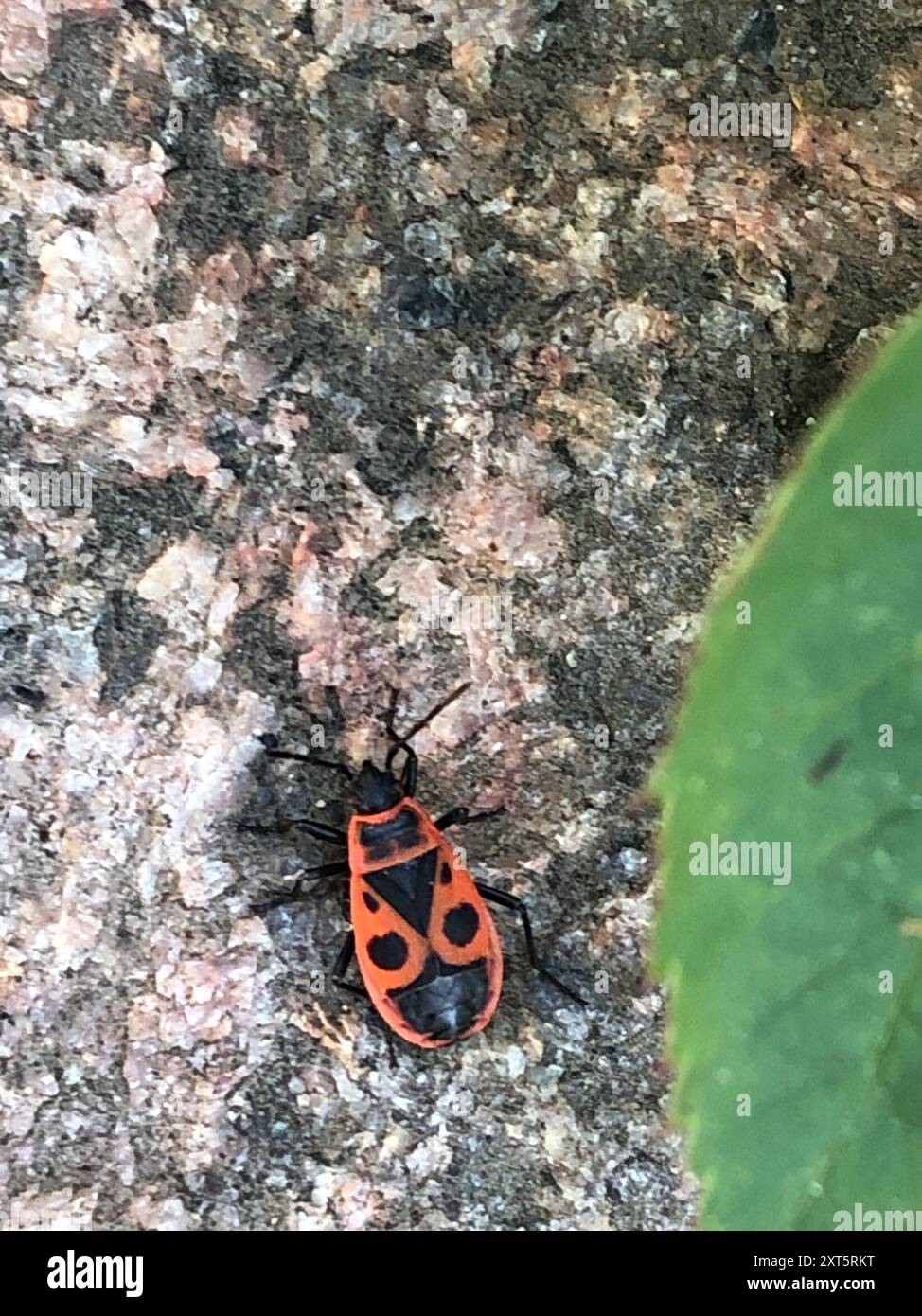 European Firebug (Pyrrhocoris apterus) Insecta Stock Photo - Alamy