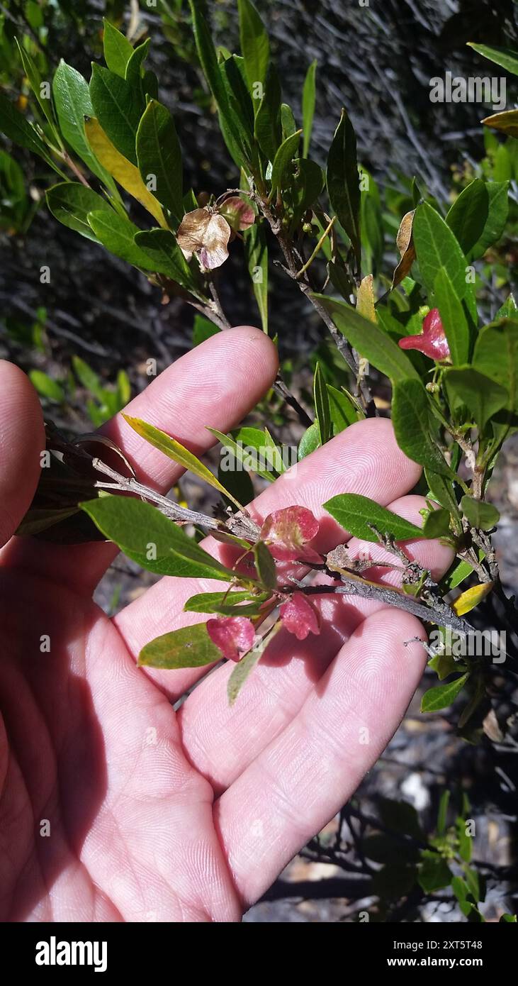 Akeake (Dodonaea viscosa) Plantae Stock Photo - Alamy