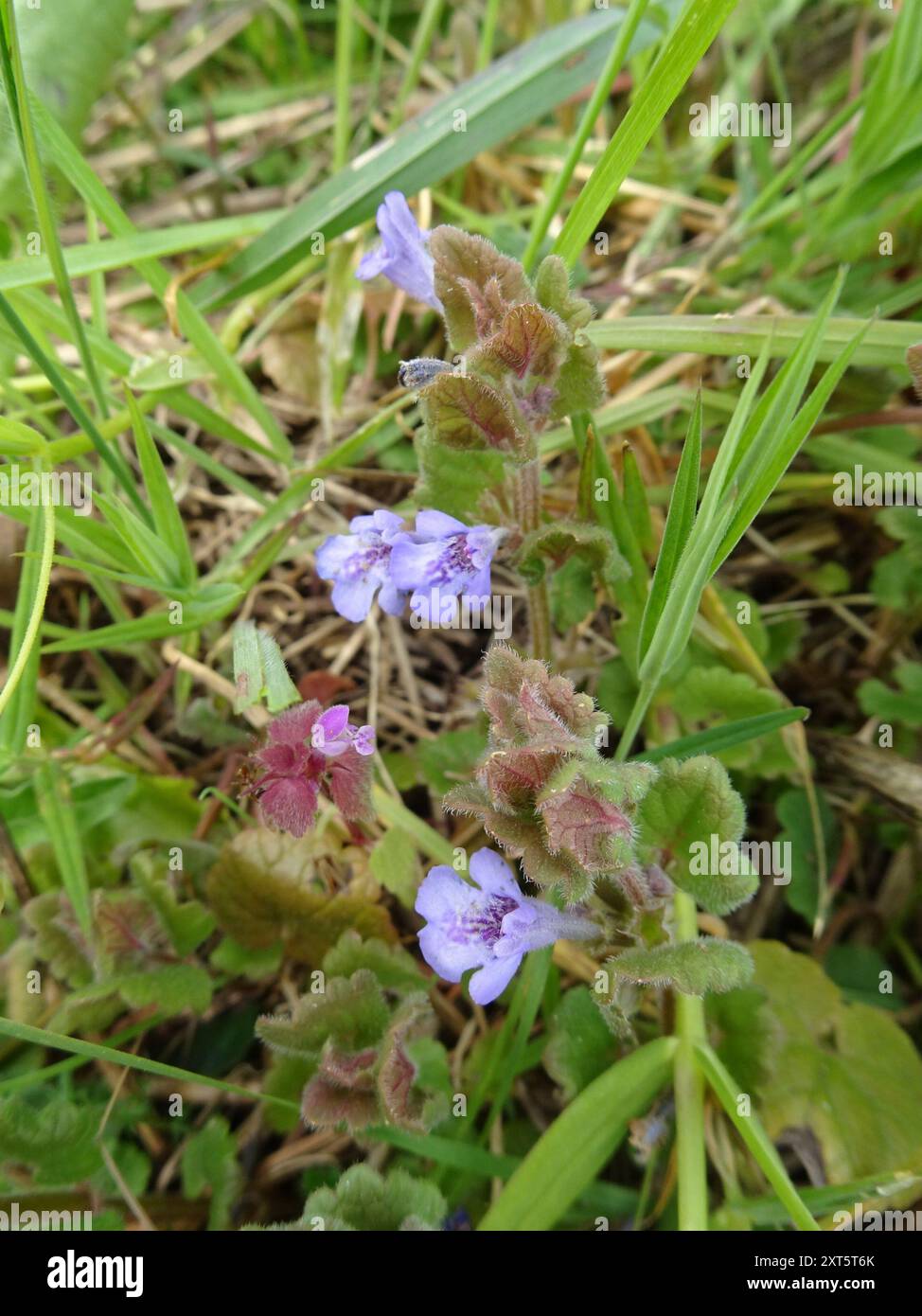 ground-ivy (Glechoma hederacea) Plantae Stock Photo - Alamy