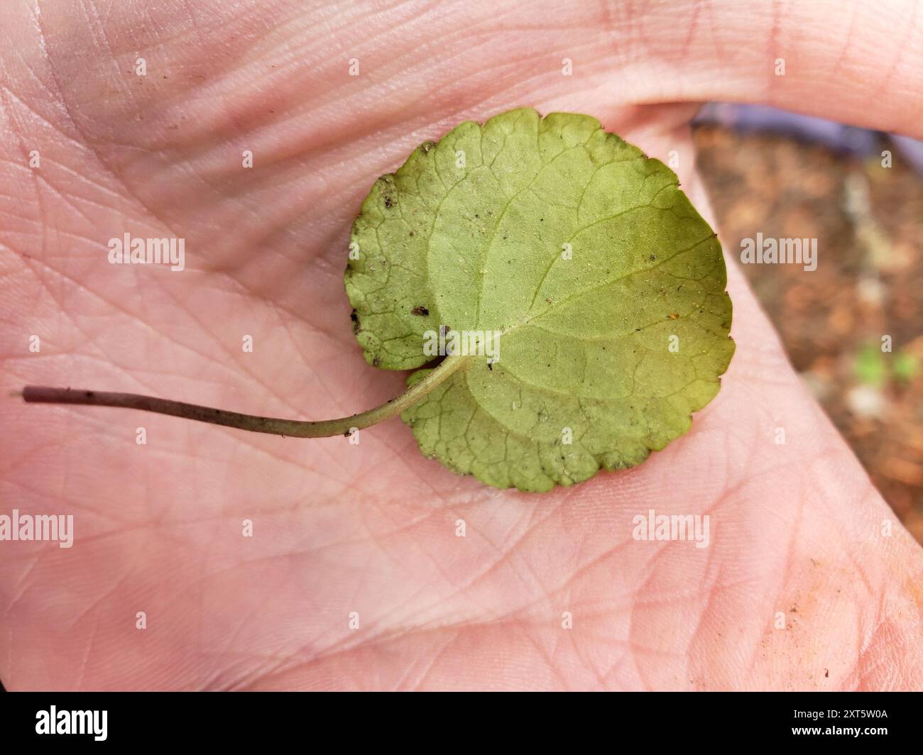 Roundleaf Violet Viola orbiculata hi-res stock photography and images - Alamy