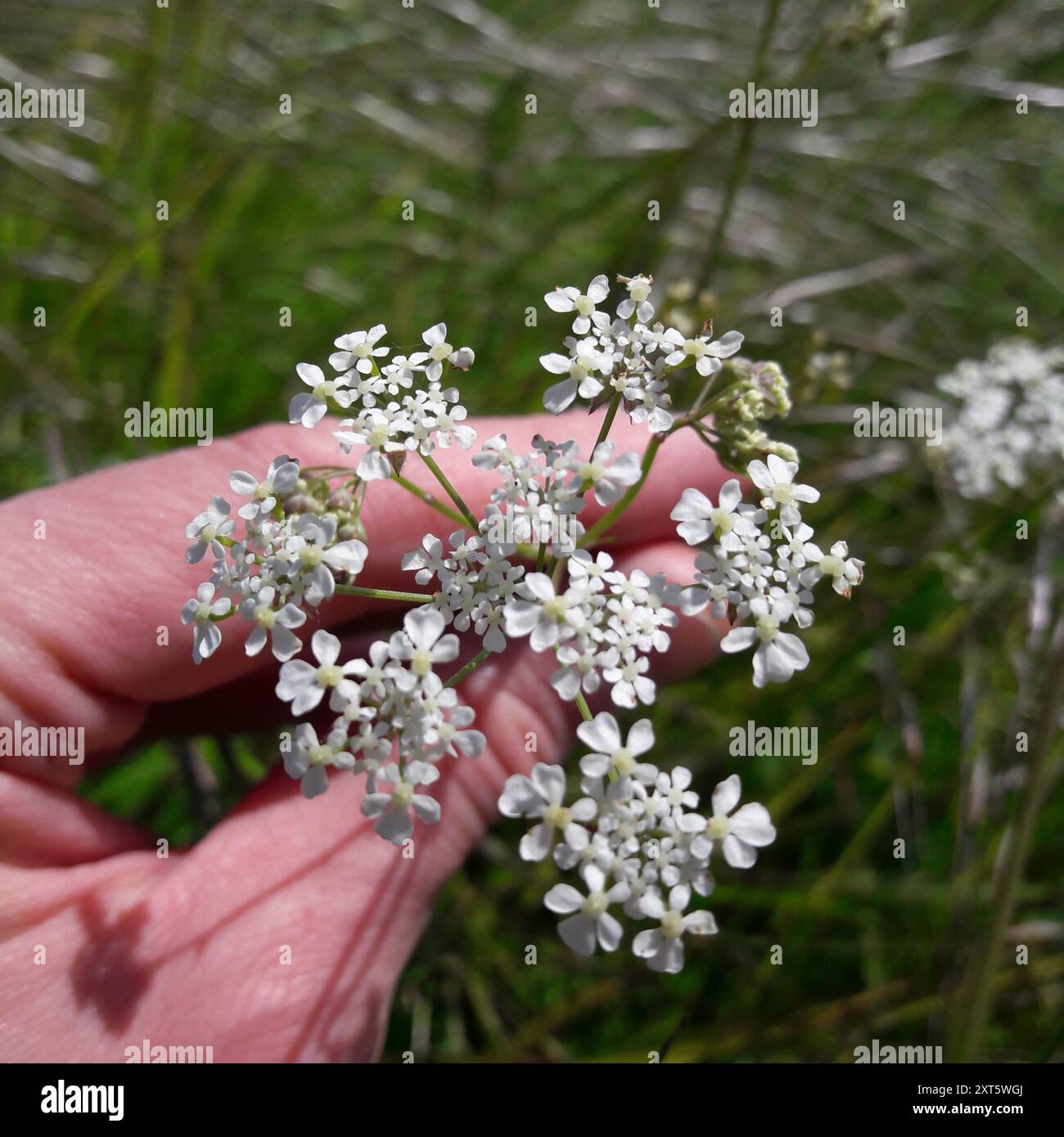 Cow Parsley (Anthriscus sylvestris) Plantae Stock Photo - Alamy