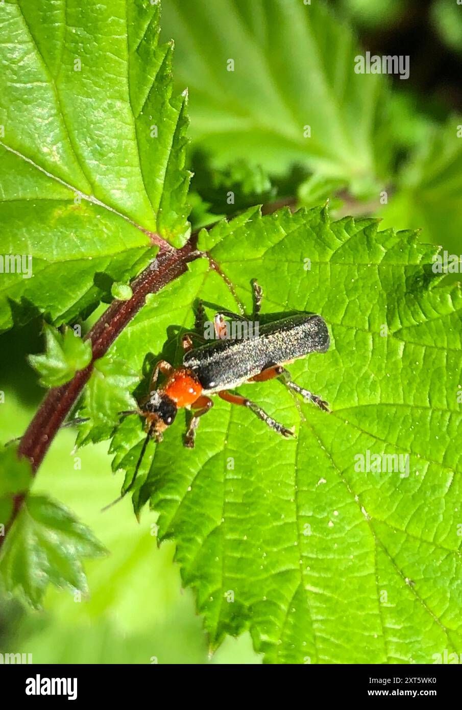 (Cantharis pellucida) Insecta Stock Photo - Alamy