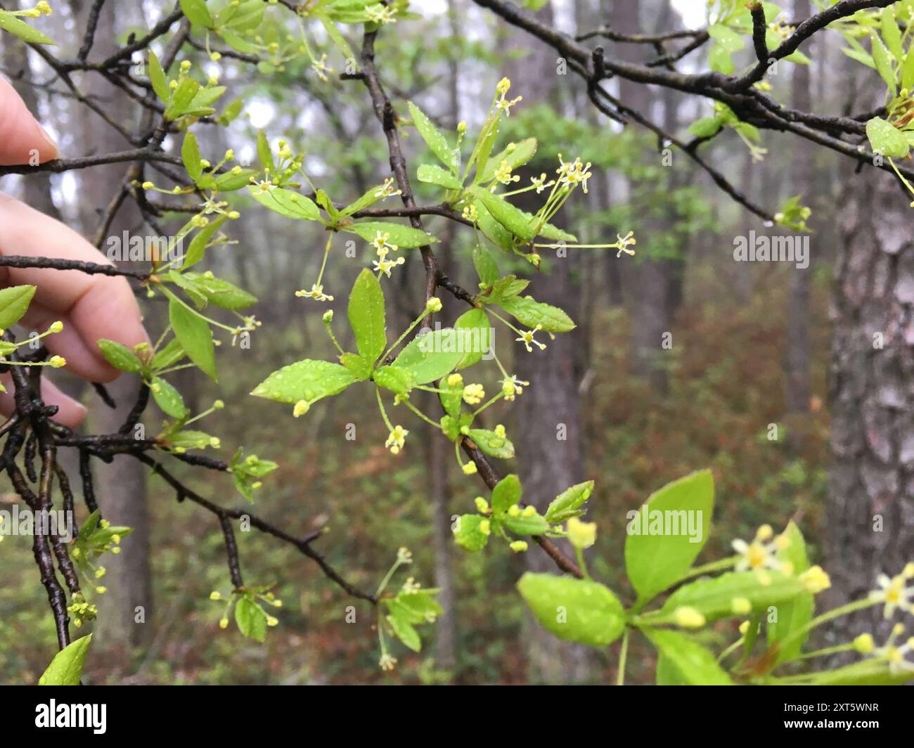 Mountain holly (Ilex mucronata) Plantae Stock Photo - Alamy