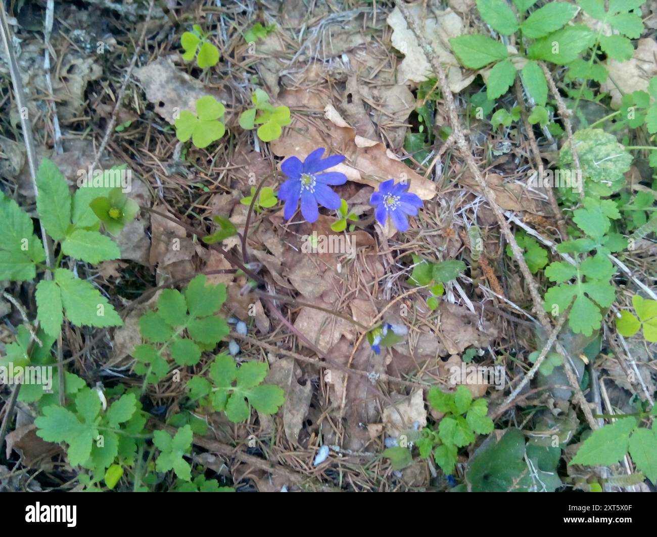 Liverlleaf Liverleaf (Hepatica nobilis) Plantae Stock Photo - Alamy