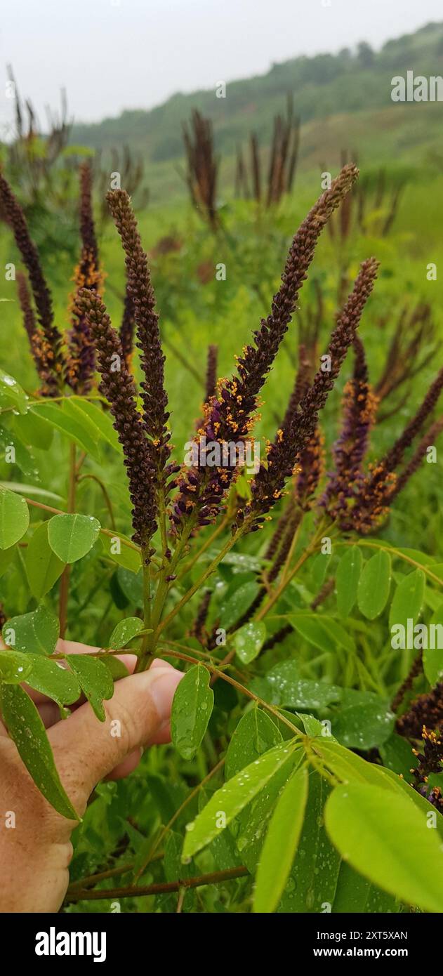 false indigo bush (Amorpha fruticosa) Plantae Stock Photo - Alamy