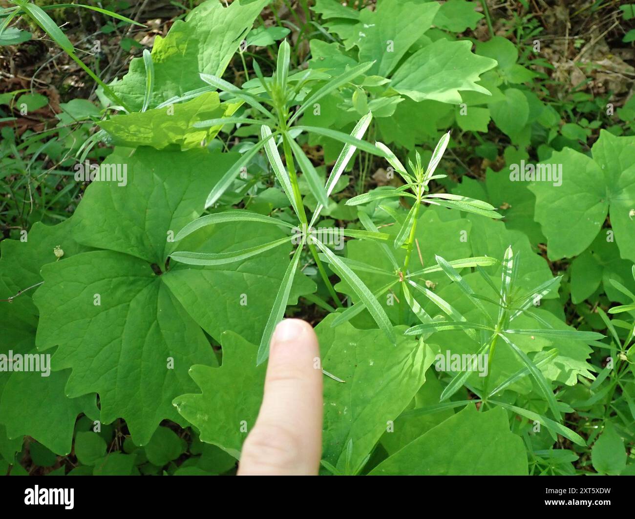 catchweed bedstraw (Galium aparine) Plantae Stock Photo - Alamy
