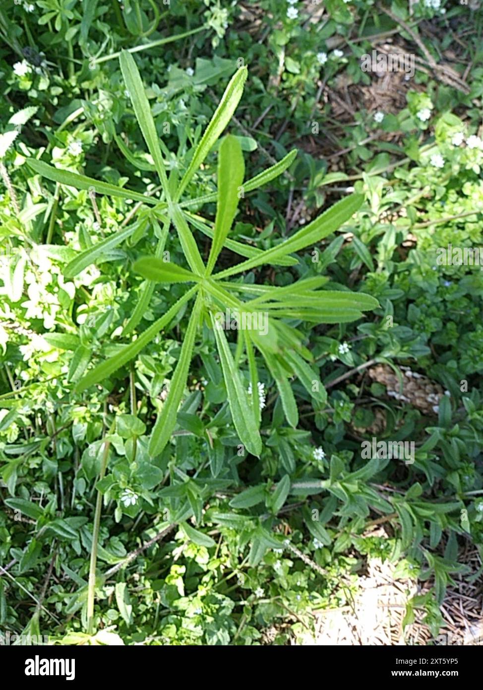 catchweed bedstraw (Galium aparine) Plantae Stock Photo - Alamy