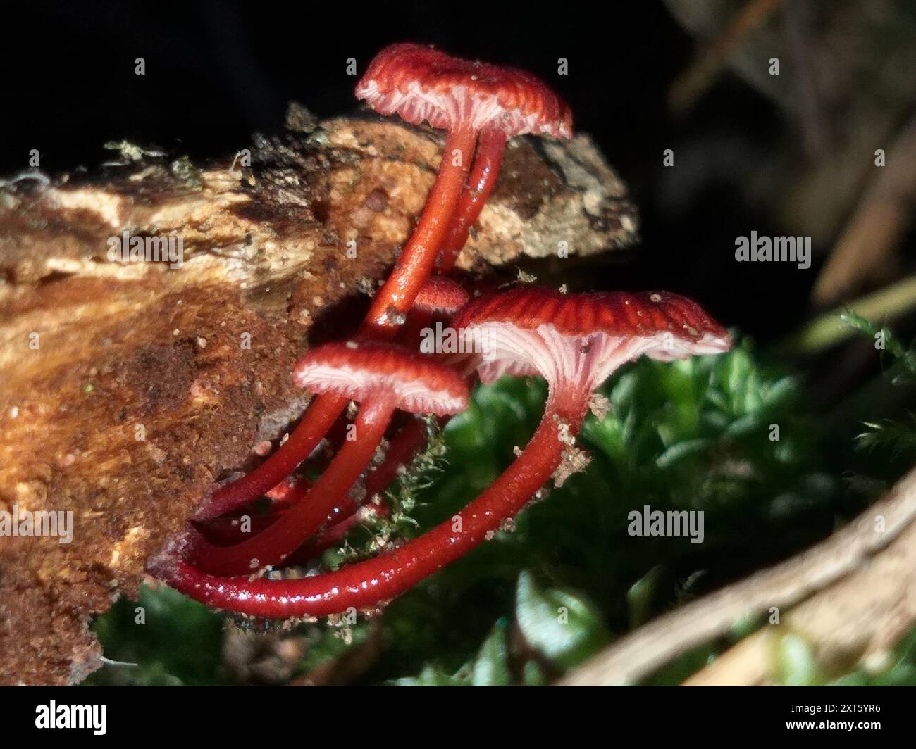 Ruby Bonnot ruby bonnet (Cruentomycena viscidocruenta) Fungi Stock Photo - Alamy