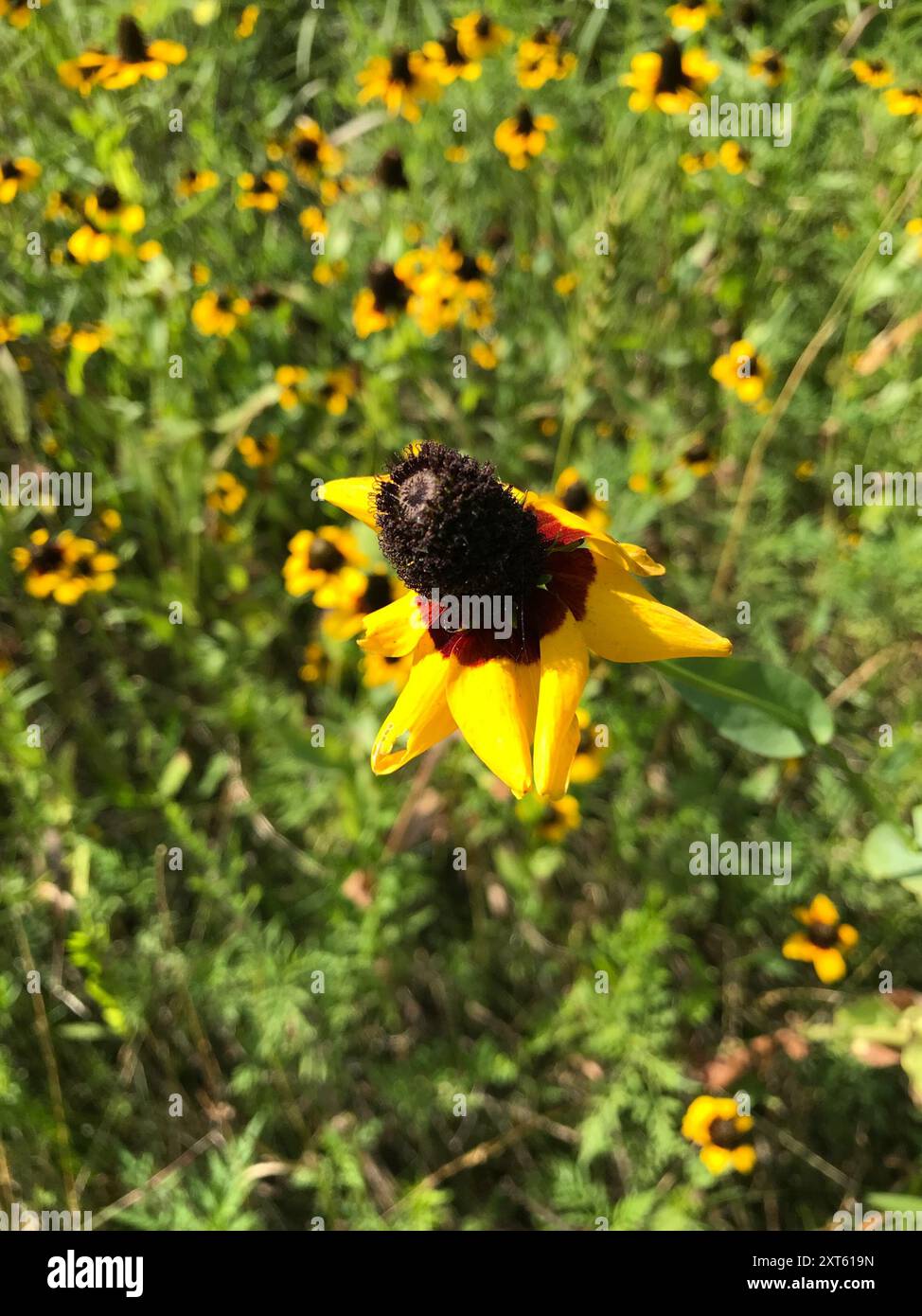clasping coneflower (Rudbeckia amplexicaulis) Plantae Stock Photo - Alamy