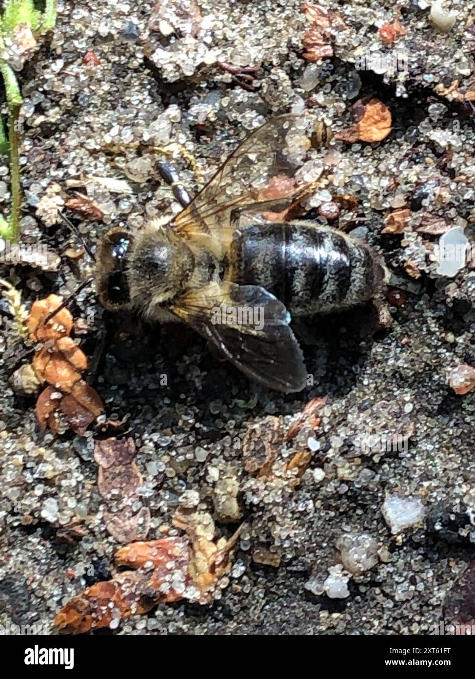 Western Honey Bee (Apis mellifera) Insecta Stock Photo - Alamy